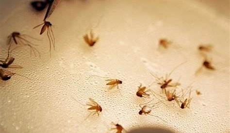 ¿Cómo eliminar los mosquitos de tu casa?