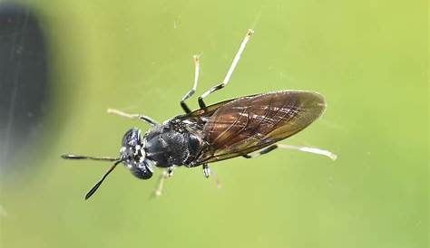 Insectes de Coudoulière : la mouche soldat noire