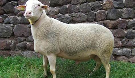 Moutons Blancs Adorables Jouant Dans Le Domaine Herbeux Image stock