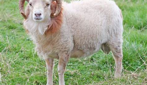 Le mouton à 5 pattes existe et il est à vendre ! | www.cnews.fr