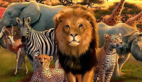 Animais da Africa e Vida Selvagem