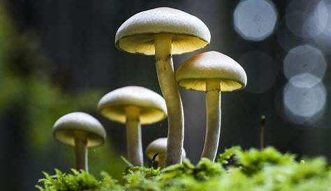 El reino de los hongos: 5 características más importantes