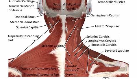 Lump On Back Of Neck At Base Of Skull | Images and Photos finder