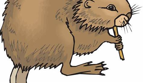 Muskrat clipart 20 free Cliparts | Download images on Clipground 2024