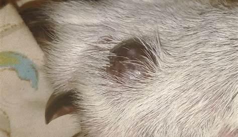 What Is This Growth On My Dogs Paw