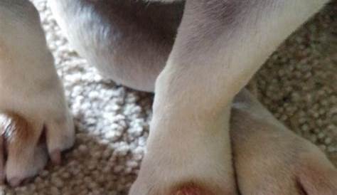My dogs left front paw is really swollen up to just to where his arm