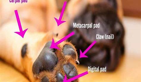 First Aid: How to Treat a Dog's Paw Pad Injury - PetHelpful
