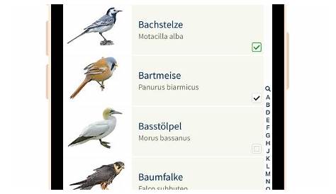 NABU Vogelwelt: Vögel entdecken und bestimmen (Android-App) - Download