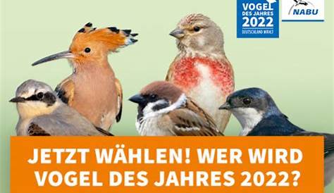 AltkreisBlitz: Braunkehlchen ist "Vogel des Jahres 2023"