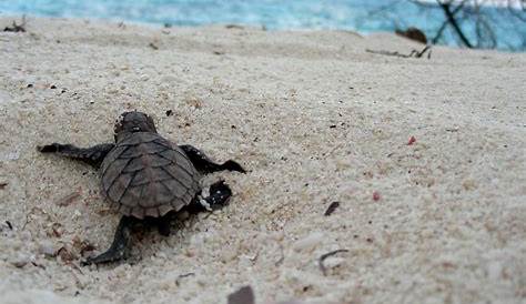 Un drone filme la plus vaste colonie de tortues de mer vertes au monde