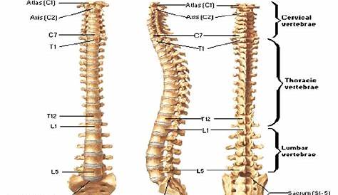 Anatomi Tulang Belakang Atau Kolumna Vertebralis Cervical Thorax | My