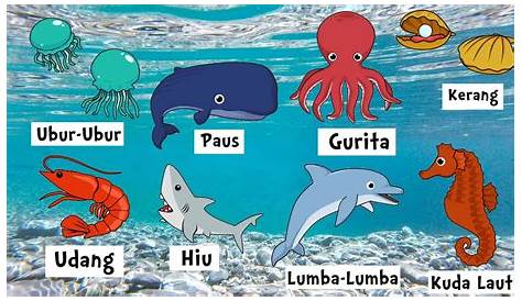 Nama Nama Hewan Laut Dan Gambarnya | Nama-Nama Hewan