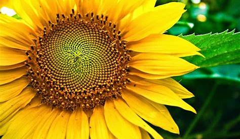 Nama Latin Bunga Matahari | Pot Bunga Matahari - Cara Merawat Bunga