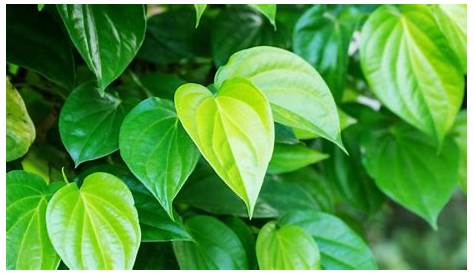 4 manfaat daun sirih hijau | Online Information