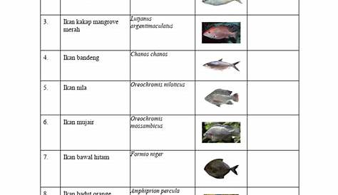 Nama Nama Ikan Maritim Dangkal Dan Dalam Dapat Dikonsumsi - Rahasia