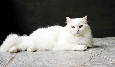 10 Ciri Kucing Anggora Asli, Gak Cuma Dilihat dari Bulunya - Dailysia