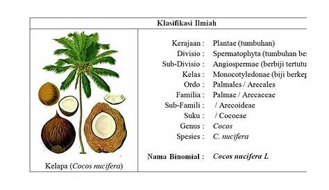 Pohon Kelapa - Taksonomi, Morfologi, Manfaat Buah & Budidaya