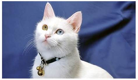 Inspirasi Nama-Nama Kucing Lucu untuk Peliharaanmu | KepoGaul