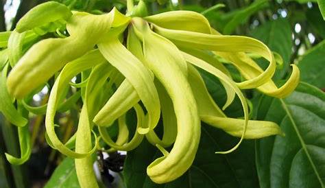 Bunga Kenanga - Taksonomi, Ciri, Sebaran, Habitat, Budidaya & Manfaat