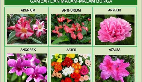 Kumpulan Nama Bunga Lengkap (Dari A-Z) Beserta Gambar dan Penjelasannya