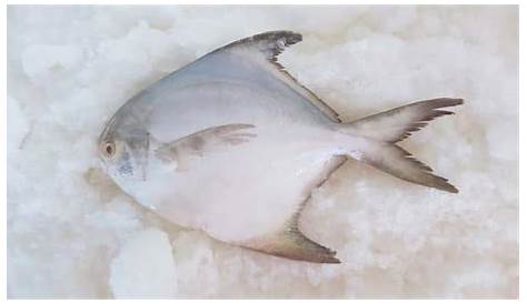 Ikan Bawal Putih; Klasifikasi, Morfologi, Habitat Dll - Melek Perikanan