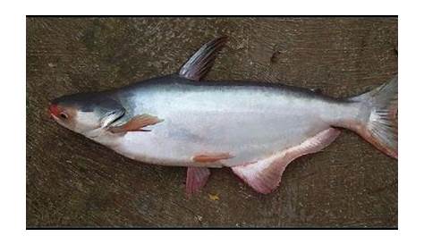 Ikan Patin ( Pangasius pangasius) - Biota Dunia Perairan