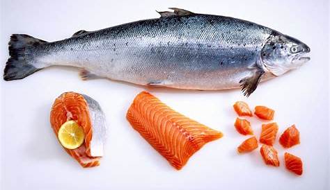 Gambar Ikan Salmon Lengkap Dengan Ciri Khususnya | Nama-Nama Hewan