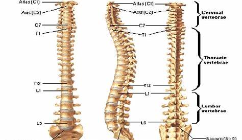 Tulang Belakang : Pengertian dan Struktur Bagian - JAGAD ID