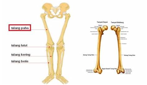 6 Fungsi Tulang Paha Dan Bagian-Bagiannya | RuangBiologi.Co.Id