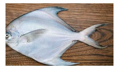 Morfologi Dan Klasifikasi Ikan Bawal Putih Pampus Argenteus | Sexiz Pix