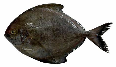 Berita Ikan Platax Batavianus Terbaru Hari Ini - Bobo