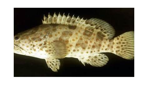 Ikan Kerapu Cantik (Epinephelus sp); Klasifikasi, Morfologi, Habitat
