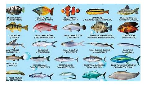 Info spesies: Kenali ikan lais - Umpan