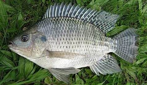 Variasi Jenis Ikan Nila - Thegorbalsla