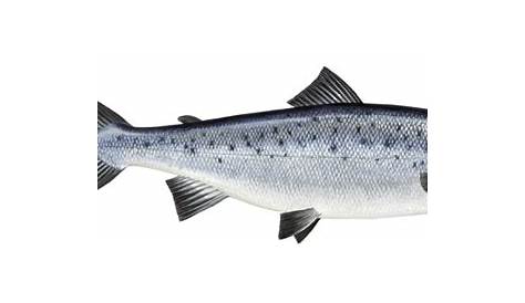 Gambar Ikan Salmon Lengkap Dengan Ciri Khususnya - MajalahHewan.com
