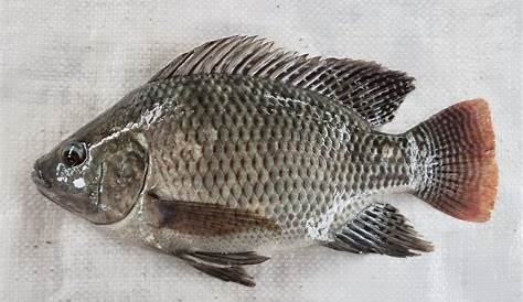 Ikan Nila; Klasifikasi, Morfologi, Habitat Dll - Melek Perikanan