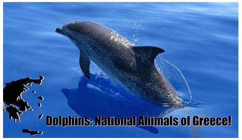 National Animal Of Greece / Information Of The National Animal Of