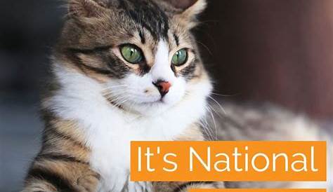International Cat Day - 08 August. ~ CURRENT AFFAIRS (CA) DAILY UPDATES