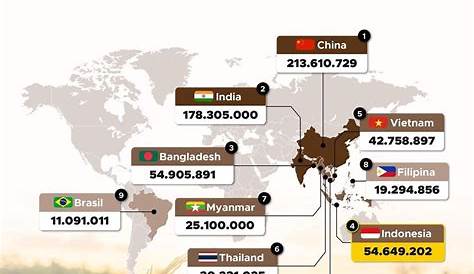 5+ Negara Penghasil Padi di Asia Tenggara dan Sebutan Lumbung Padi