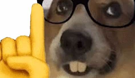 🤓☝️ akshually dog | Nerd Dog | Know Your Meme