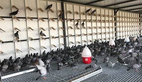 New Racing Pigeon loft... Before - YouTube