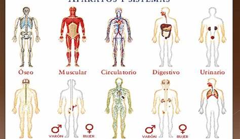 El Cuerpo Humano; Aparatos y Sistemas nivel Primaria Human Body