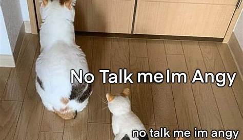 No Talk Me Im Angy Cat - CAT BVC