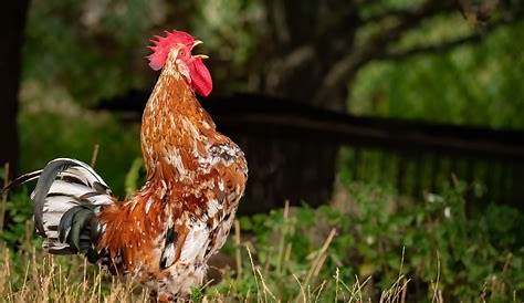 Tout savoir sur le chant du coq et ses cocoricos