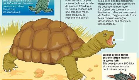 GITE CORSE - ChaletPietri.com: La tortue d'Hermann