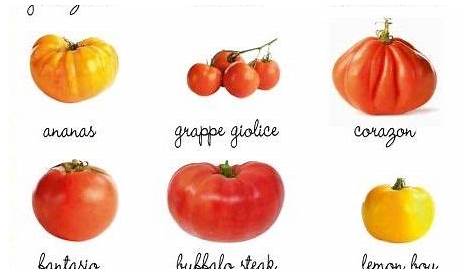 Infos Tomates: Tomates anciennes ou modernes. Découvrez plus de 300