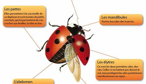 Coccinelle : définition illustrée avec explications - AquaPortail