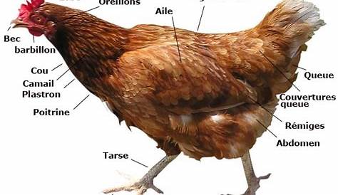La morphologie de la poule