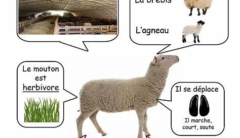 Mouton d'Ouessant • Élevage et vente de grands mammifères