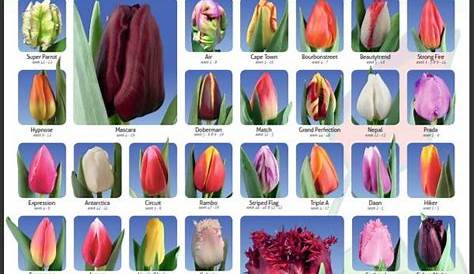 Tulipe : plantation et entretien pour une belle floraison